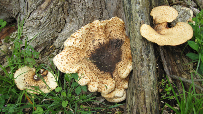 Fungus